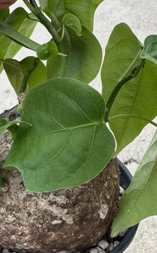 Adenia Penangiana 3 Pieces Seeds