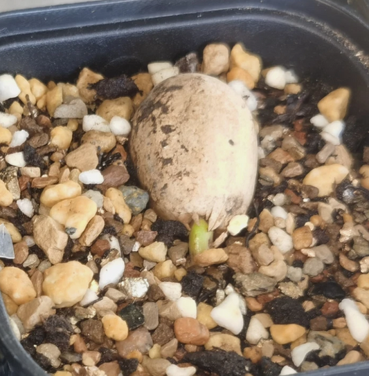 Encephalartos Manikensis 3 Pieces Seeds