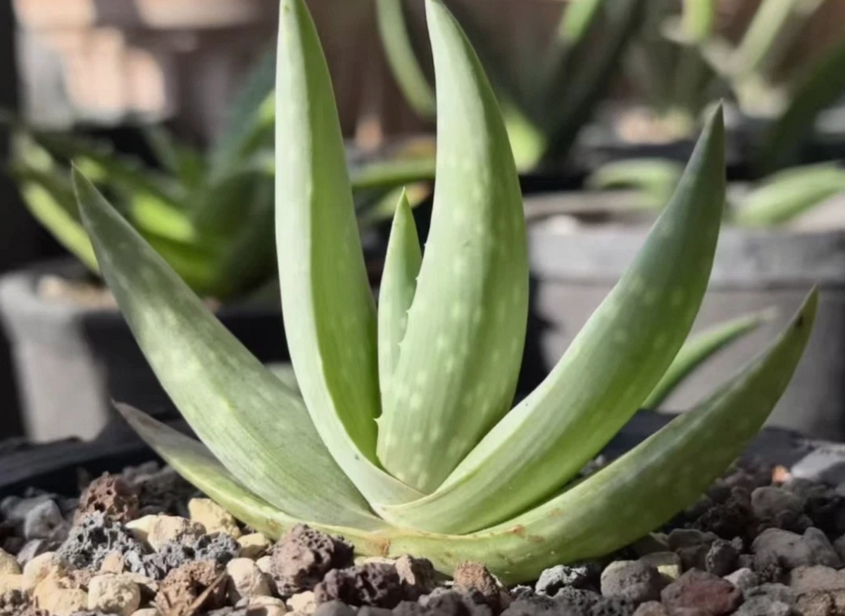 Aloe dhufarensis 15 Pieces Seeds
