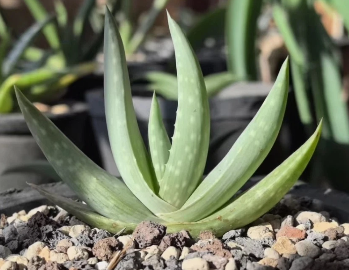 Aloe dhufarensis 15 Pieces Seeds