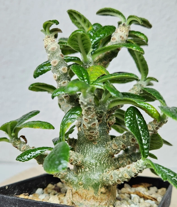 Dorstenia gigas 10 Pieces Seeds