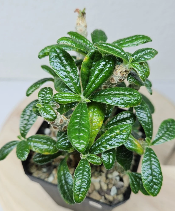 Dorstenia gigas 10 Pieces Seeds