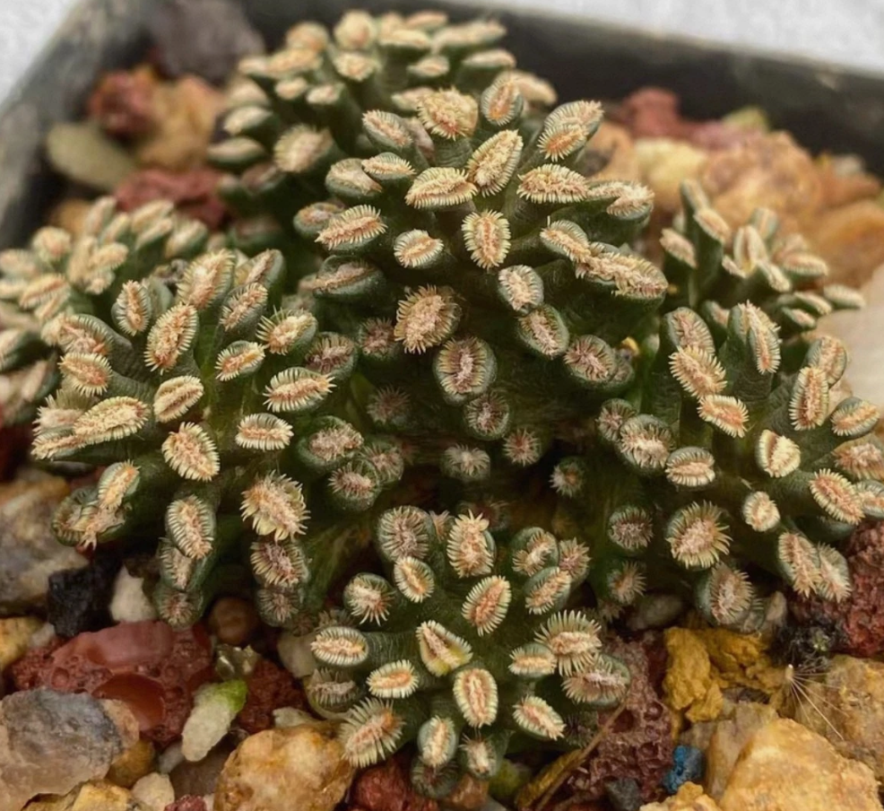 Mammillaria bertholdii 15 Pieces Seeds