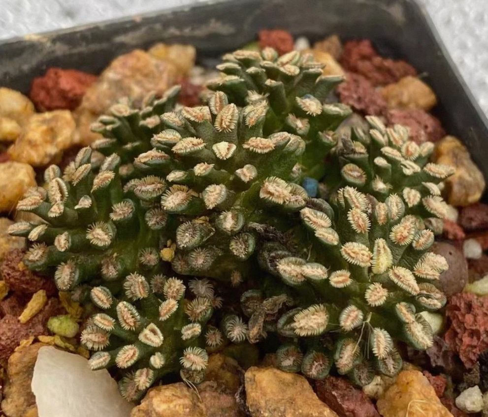 Mammillaria bertholdii 15 Pieces Seeds