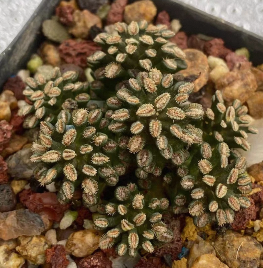 Mammillaria bertholdii 15 Pieces Seeds