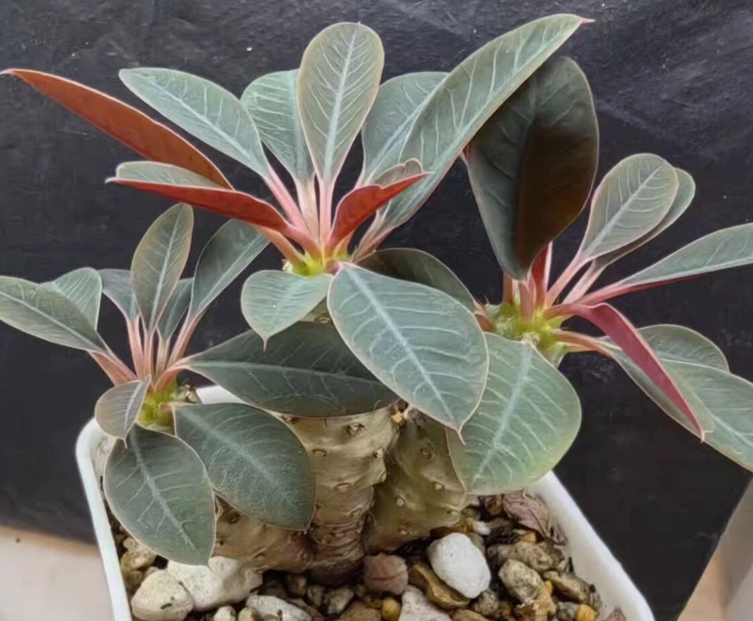 Euphorbia pachypodioides 6 Pieces Seeds