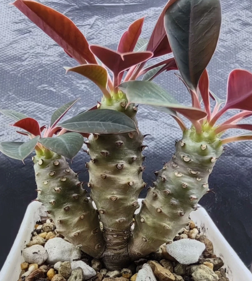 Euphorbia pachypodioides 6 Pieces Seeds