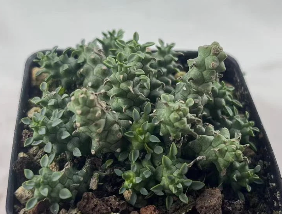 Mammillaria grahamii 15 Pieces Seeds