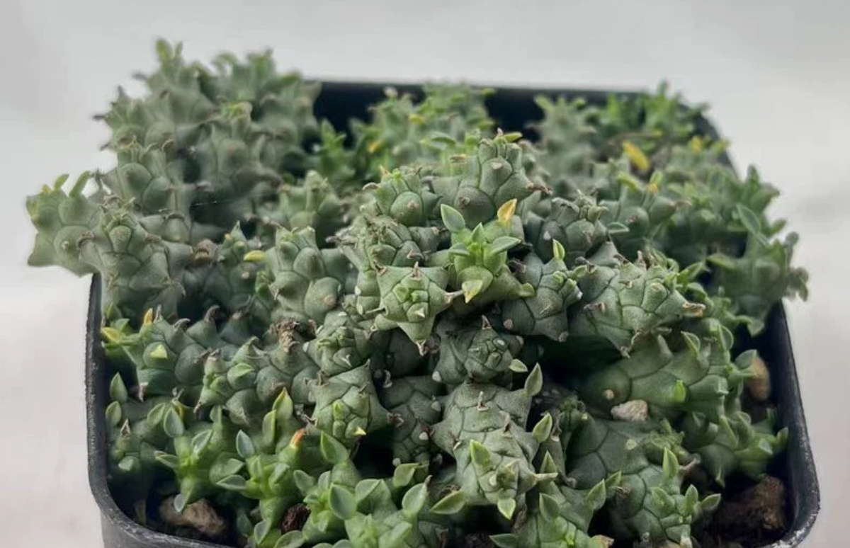 Mammillaria grahamii 15 Pieces Seeds