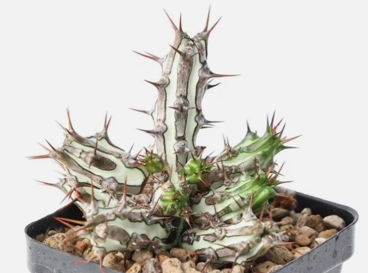 Euphorbia sp.nova Somalia 6 Pieces Seeds