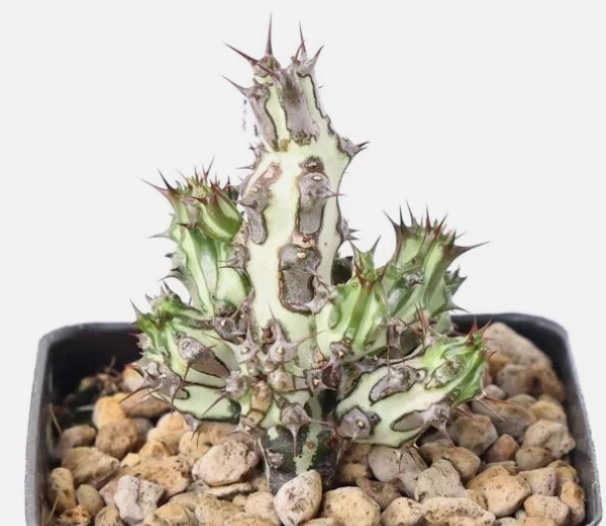 Euphorbia sp.nova Somalia 6 Pieces Seeds