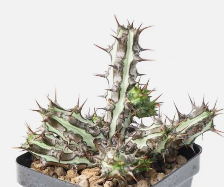Euphorbia sp.nova Somalia 6 Pieces Seeds