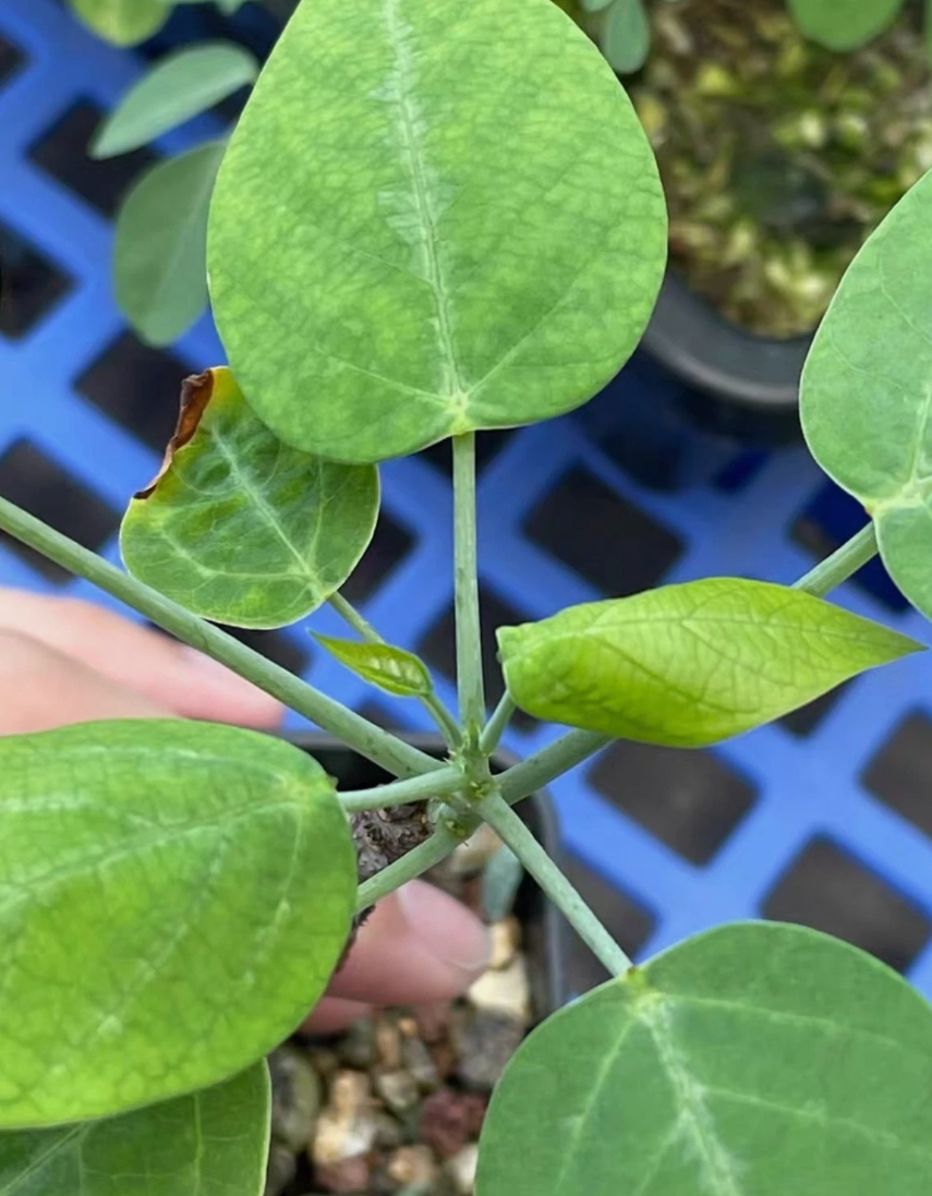 Adenia Monadelpha 4 Pieces Seeds