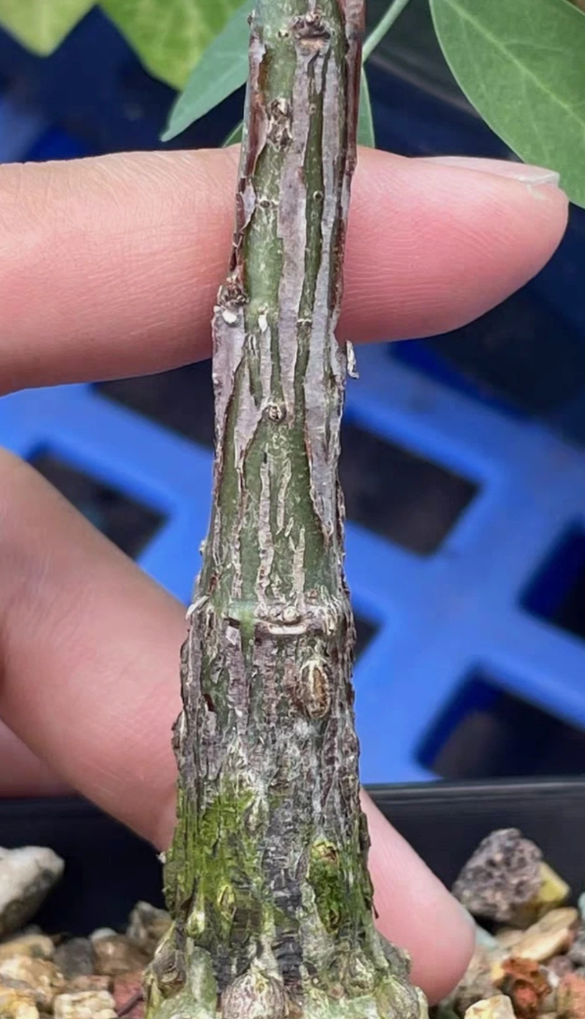 Adenia Monadelpha 4 Pieces Seeds