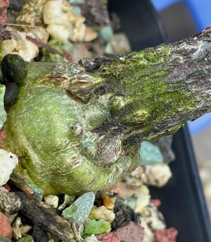 Adenia Monadelpha 4 Pieces Seeds