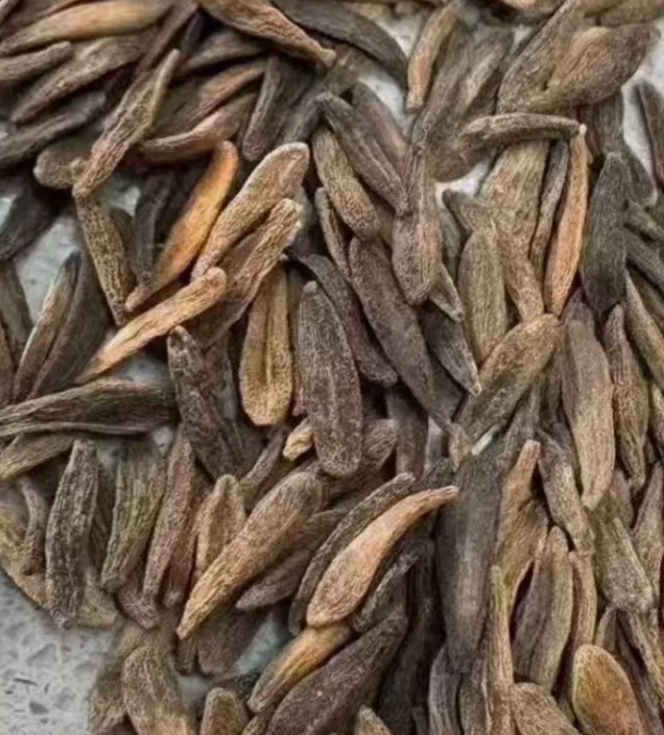 Pachypodium ambongense 10 Pieces Seeds