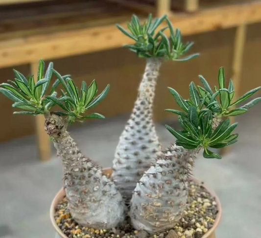 Pachypodium ambongense 10 Pieces Seeds