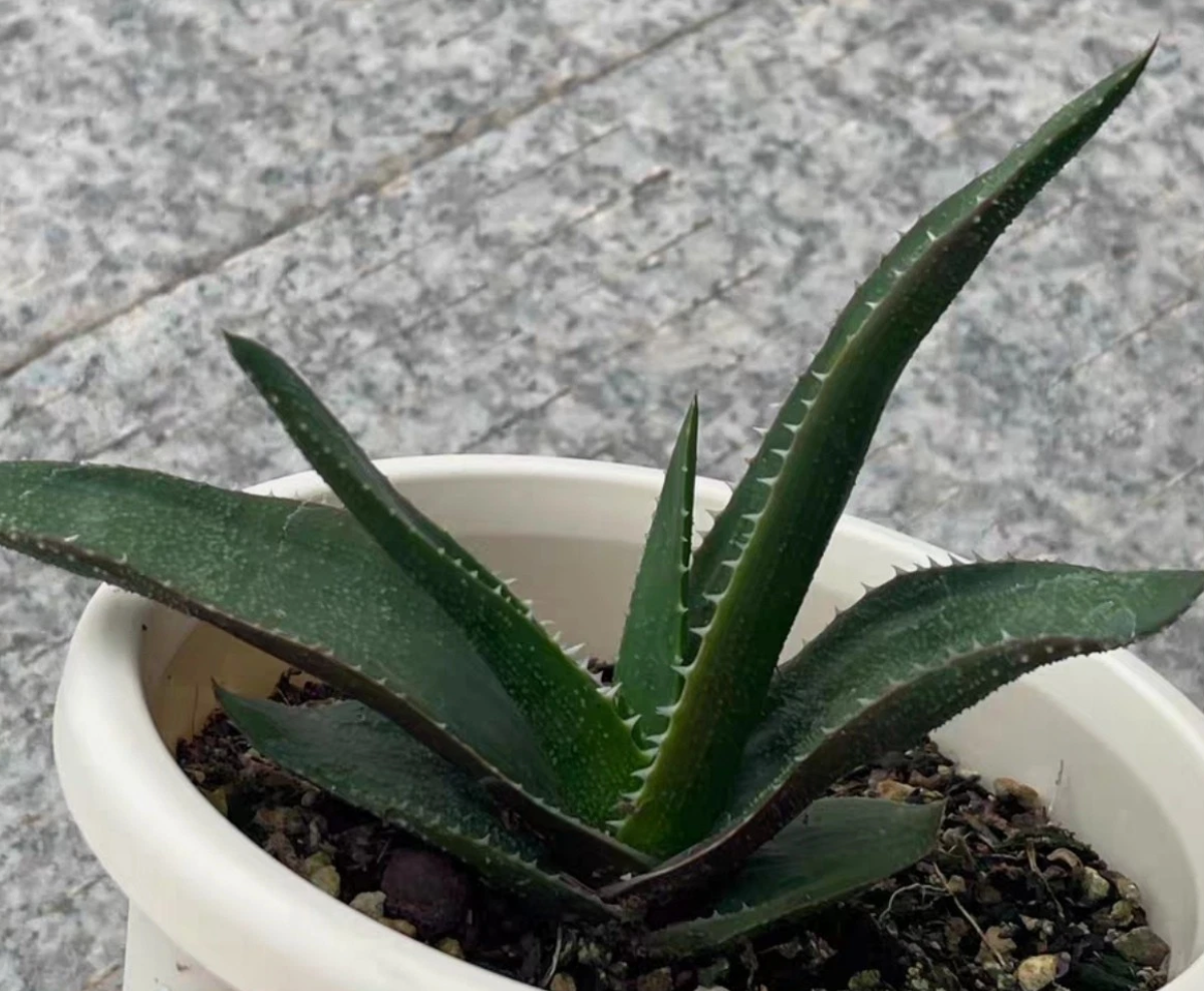 Aloe thorncroftii 15 Pieces Seeds