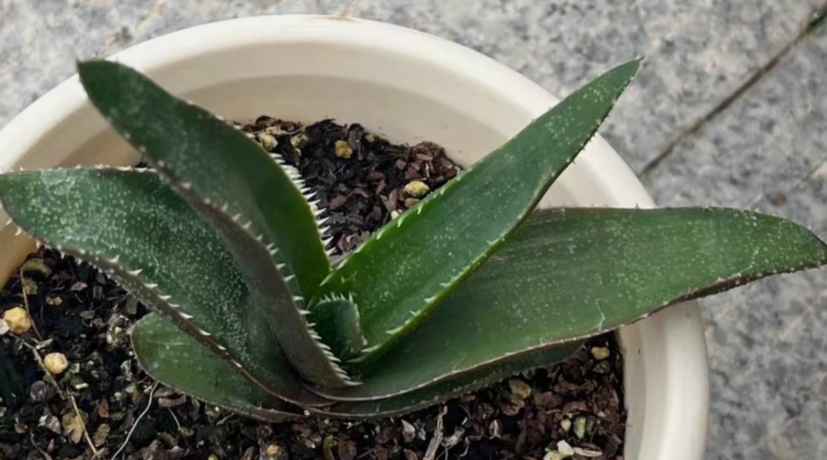 Aloe thorncroftii 15 Pieces Seeds
