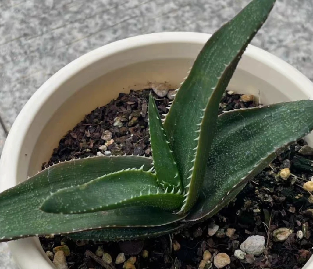 Aloe thorncroftii 15 Pieces Seeds