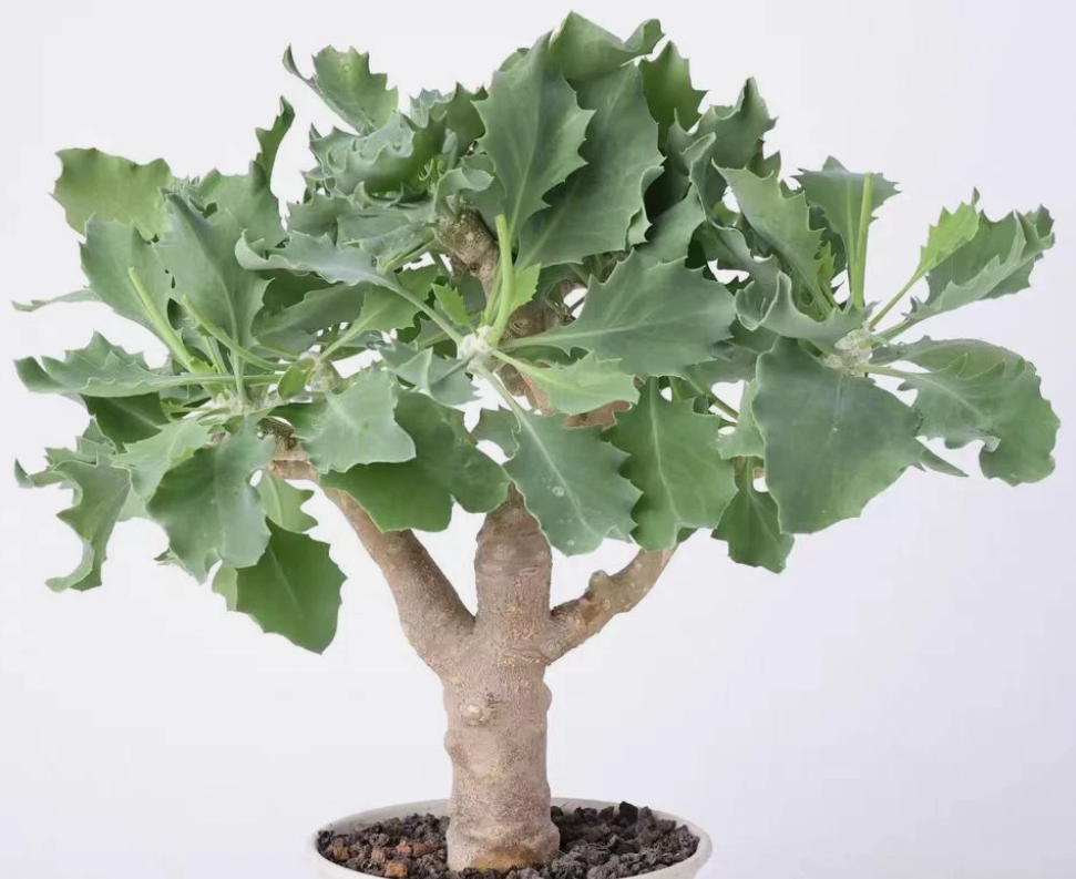 Othonna 'Pu tao' 6 Pieces Seeds