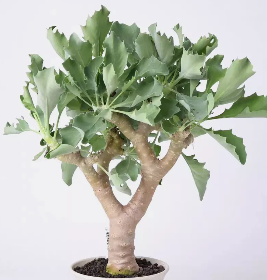 Othonna 'Pu tao' 6 Pieces Seeds