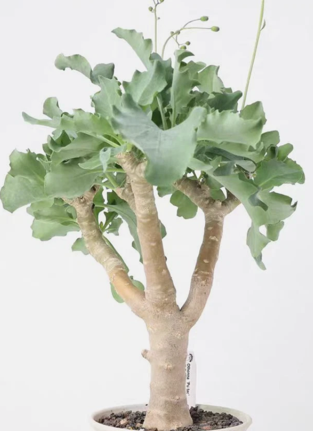 Othonna 'Pu tao' 6 Pieces Seeds