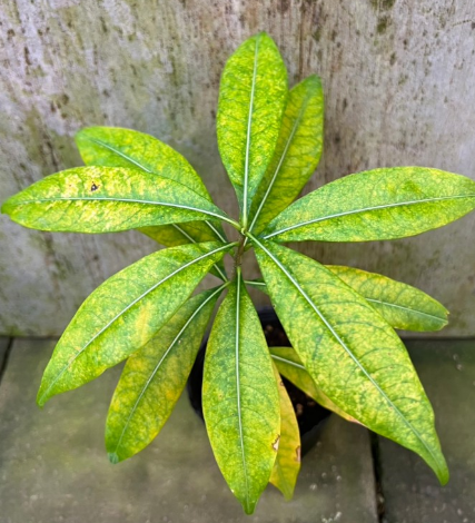 Adansonia suarezensis 10 Pieces Seeds