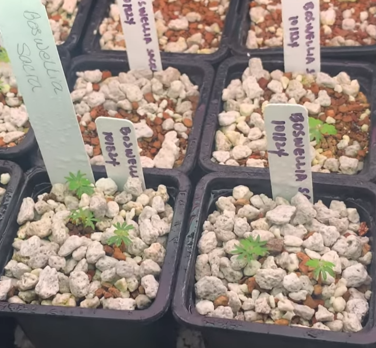 Boswellia sacra – PLANT