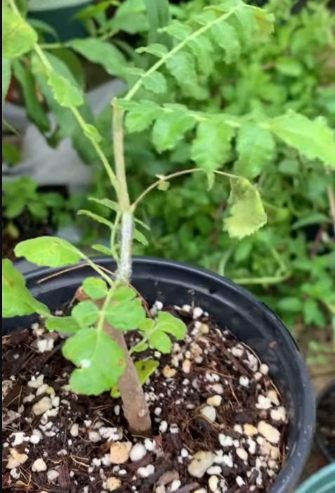 Boswellia sacra – PLANT