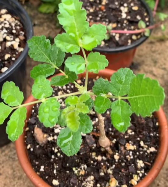 Boswellia sacra – PLANT