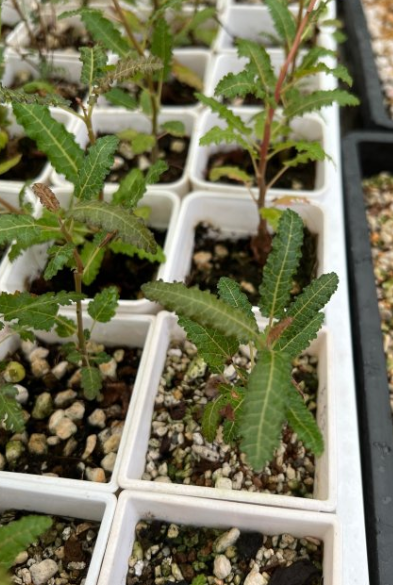 Boswellia nana – PLANT