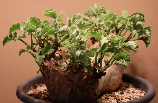 Cyphostemma uter var. macropus 10 Pieces Seeds