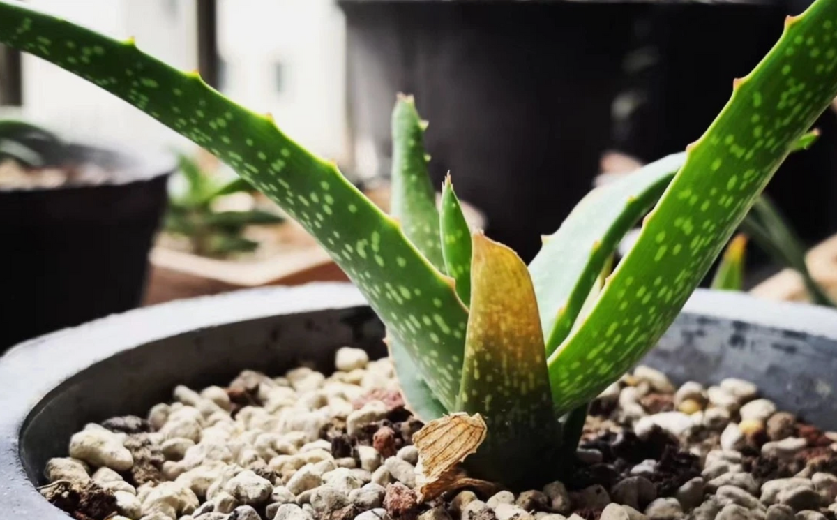 Aloe schoelleri 15 Pieces Seeds
