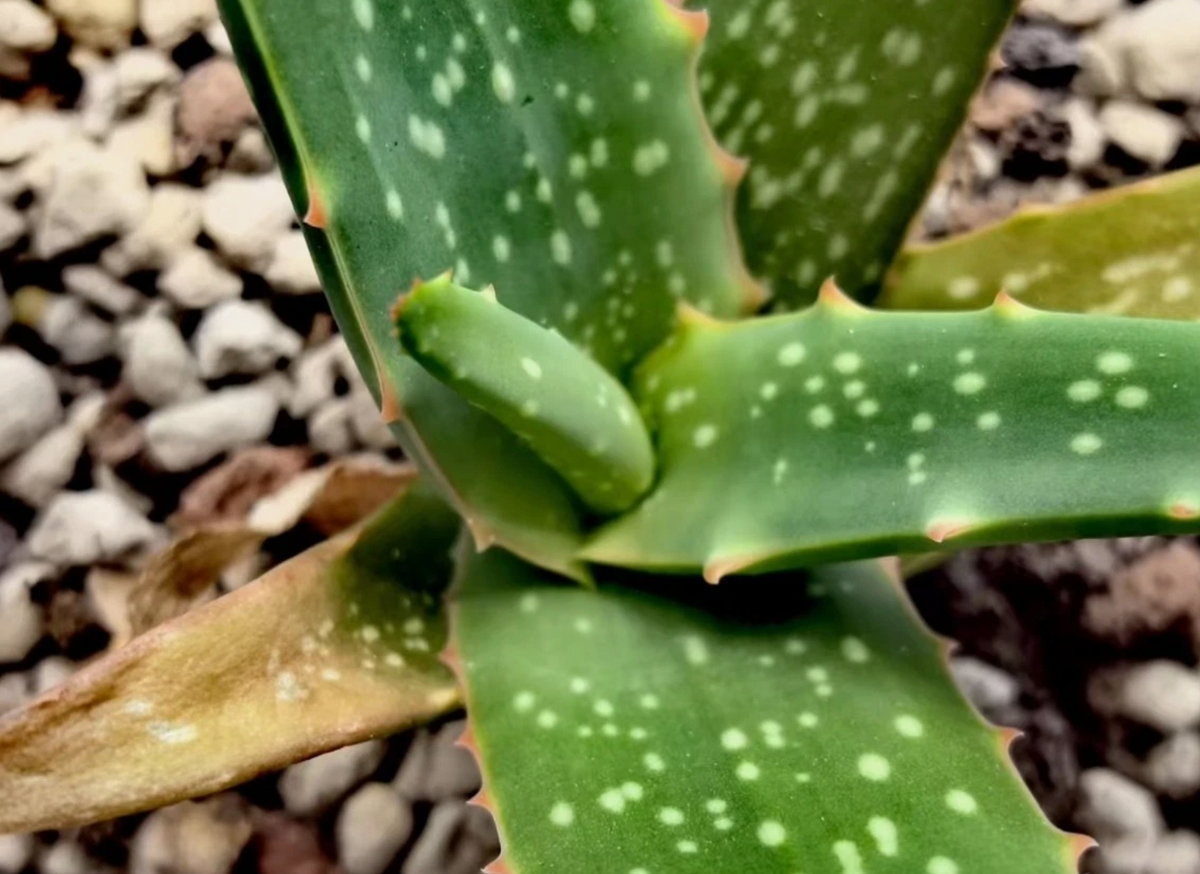 Aloe schoelleri 15 Pieces Seeds