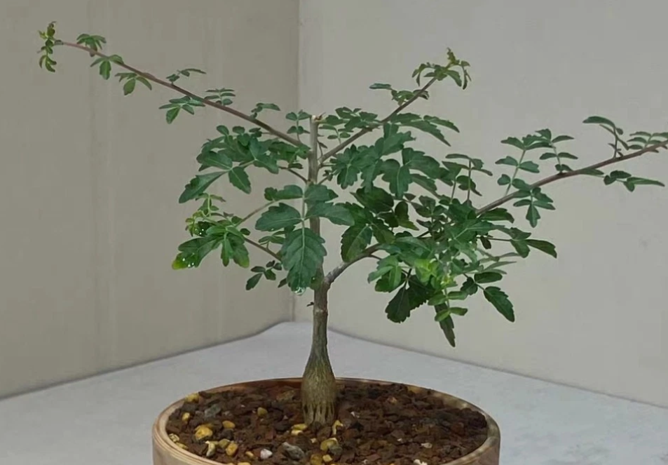 Boswellia rivae 10 Pieces Seeds