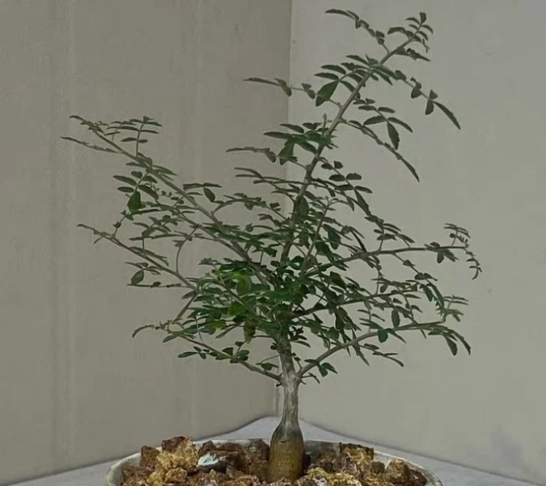 Boswellia rivae 10 Pieces Seeds