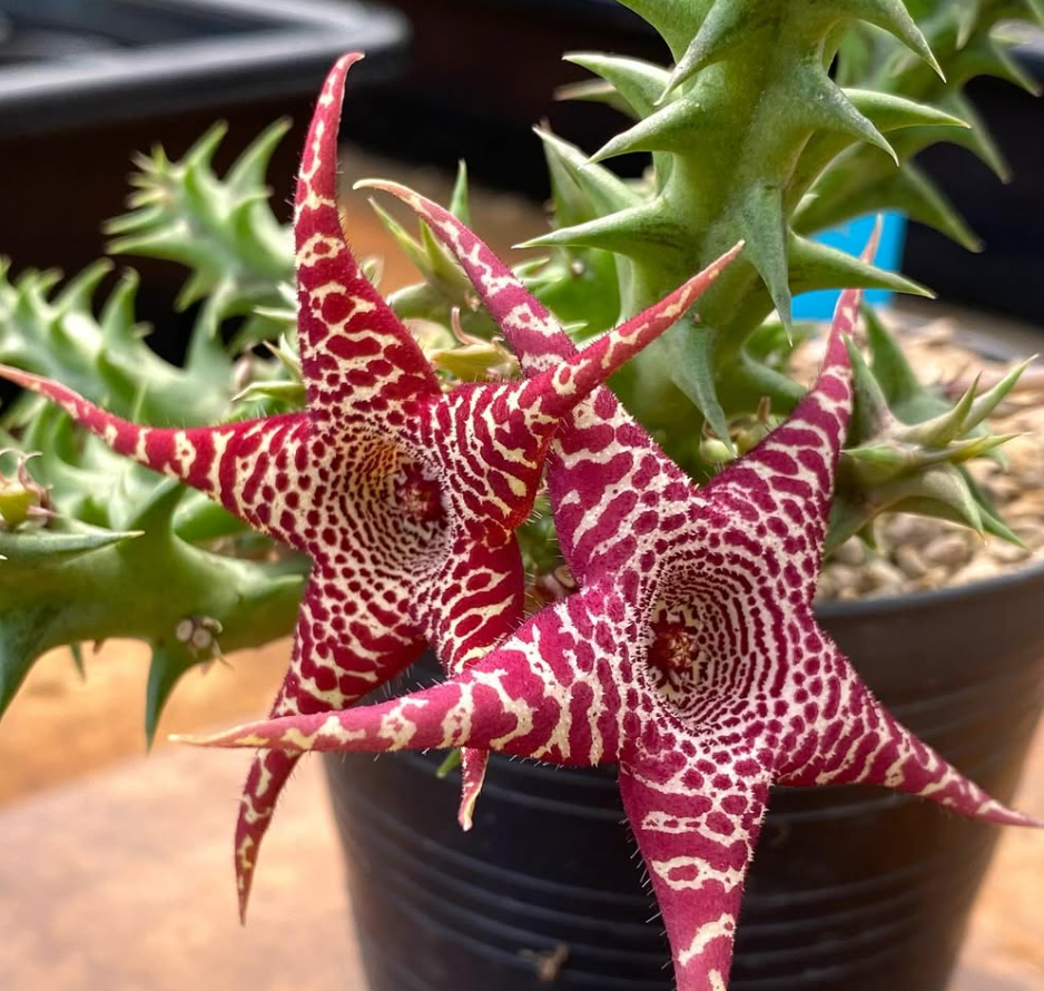 Huernia x Orbea “Phoenix” hybrid 5 Pieces Seeds
