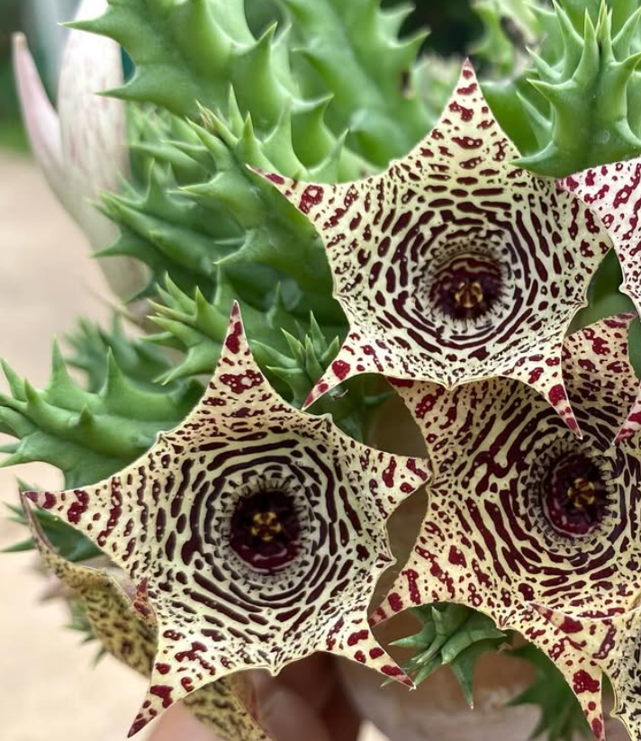 Huernia ‘Max’s’ 5 Pieces Seeds