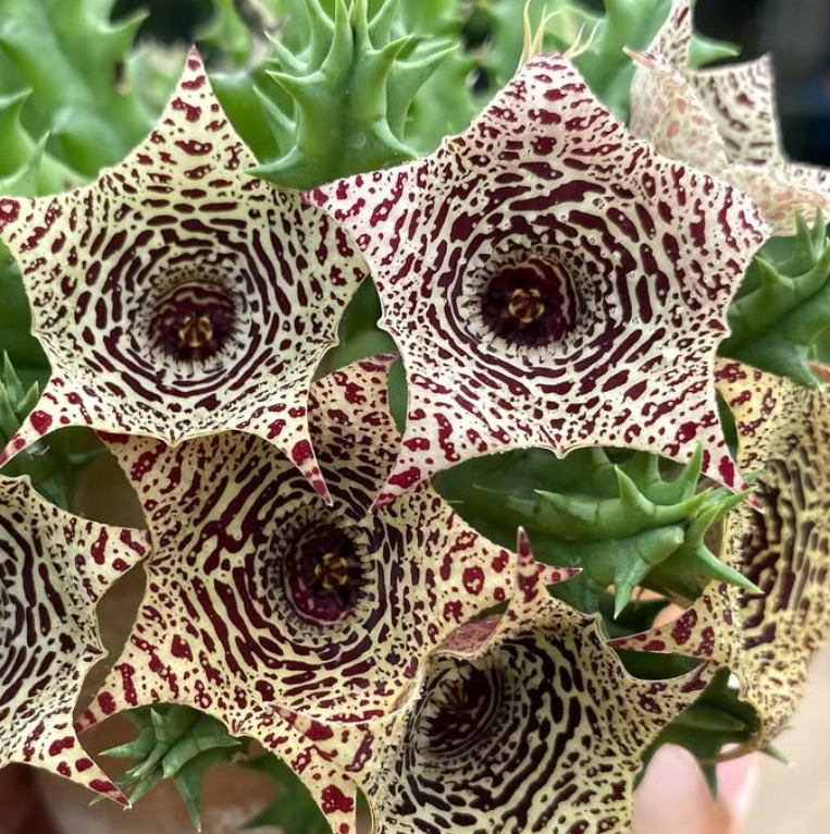 Huernia ‘Max’s’ 5 Pieces Seeds