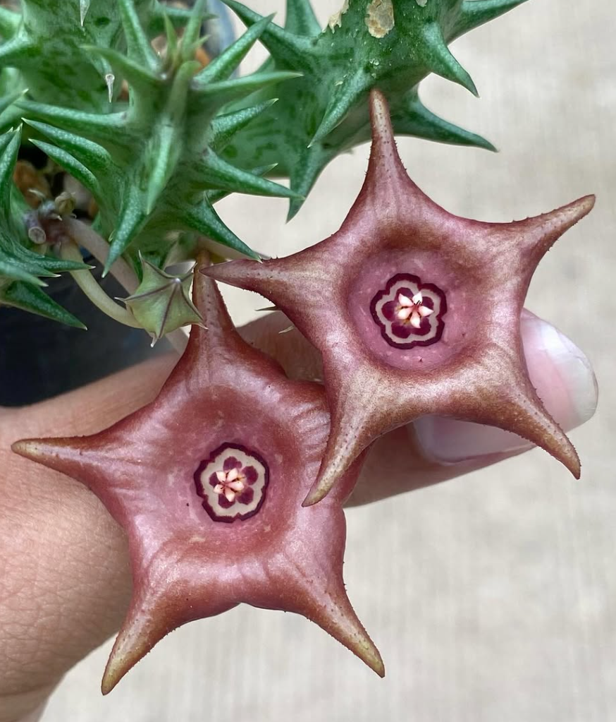 Huervalia ‘Flamingo’ 5 Pieces Seeds