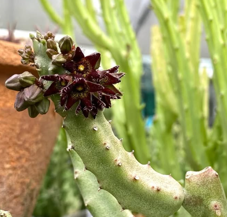 Apteranthes staintonii 5 Pieces Seeds