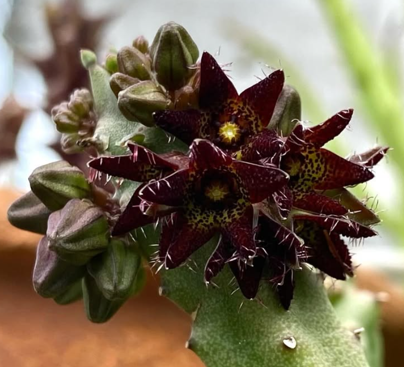 Apteranthes staintonii 5 Pieces Seeds