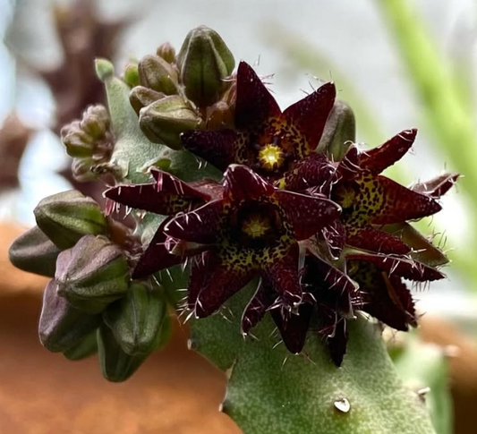 Apteranthes staintonii 5 Pieces Seeds