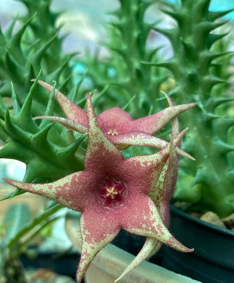 Huerorbea ‘Pink Vanilla‘ 5 Pieces Seeds