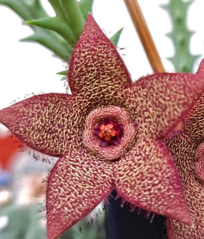 Orbea verrucosa Pink 5 Pieces Seeds
