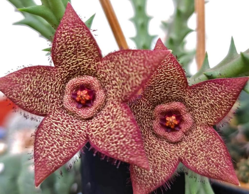 Orbea verrucosa Pink 5 Pieces Seeds