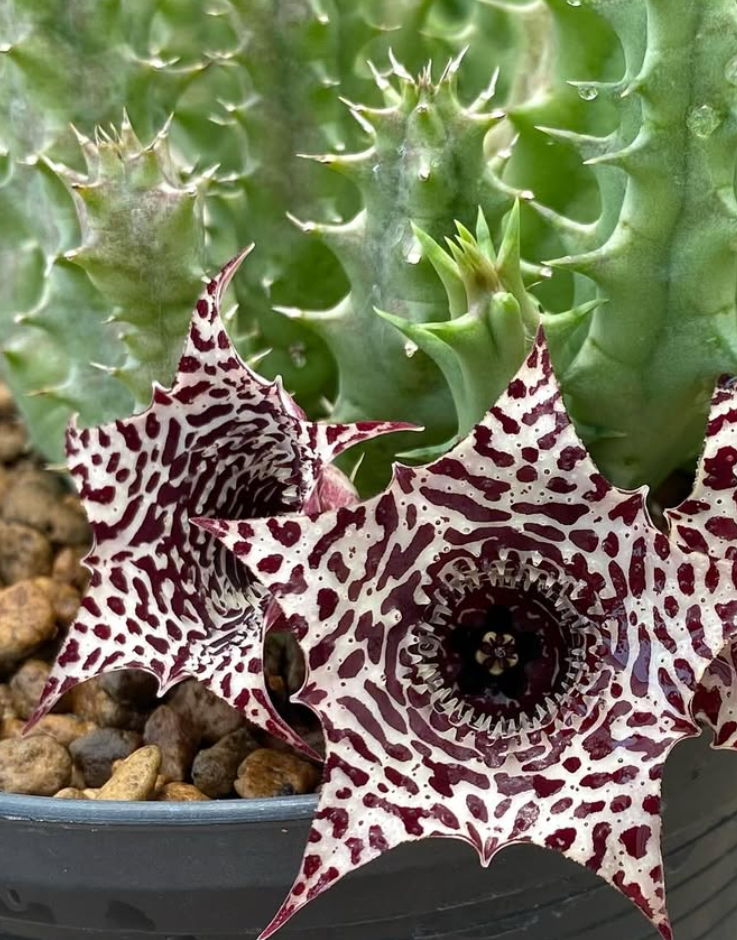 Huernia ‘Truffle Soup’ 5 Pieces Seeds
