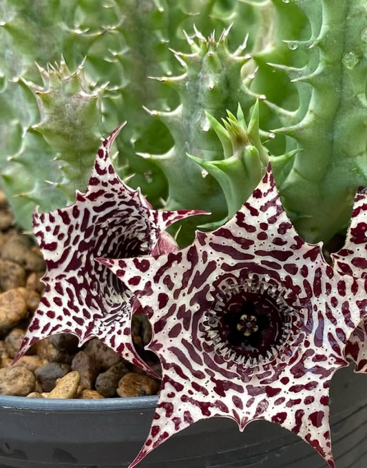 Huernia ‘Truffle Soup’ 5 Pieces Seeds