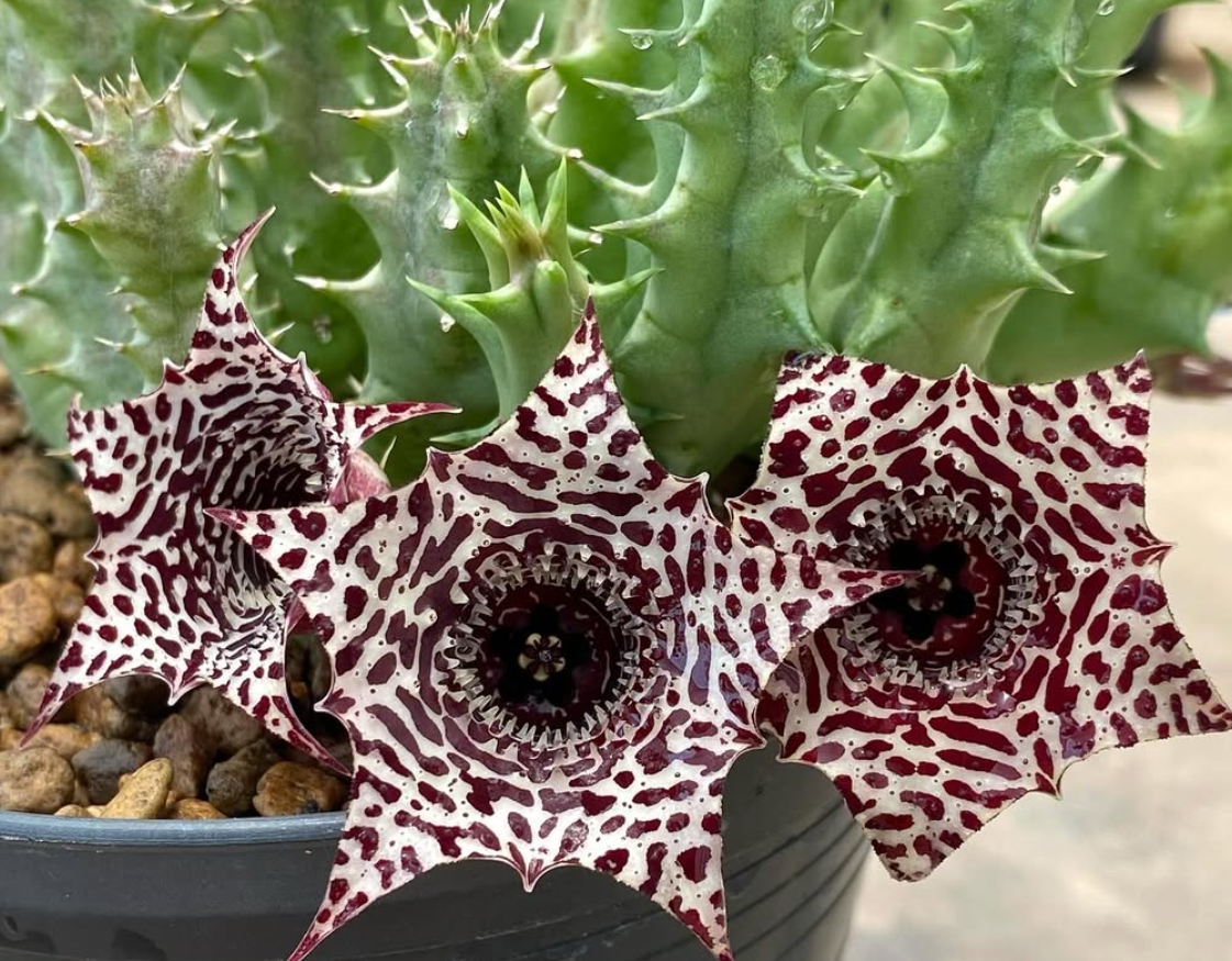 Huernia ‘Truffle Soup’ 5 Pieces Seeds